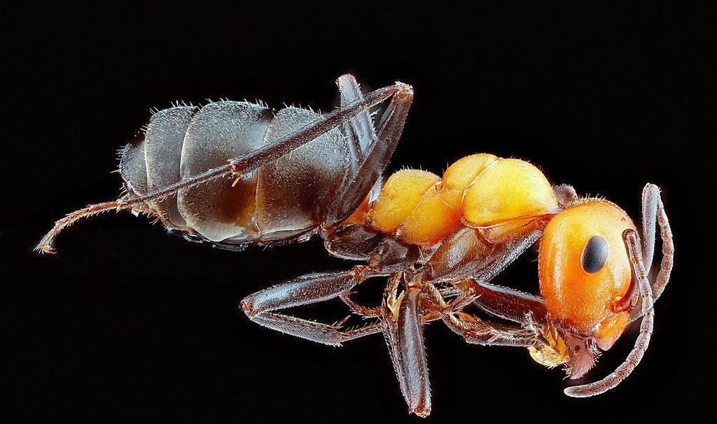 Ant Control service in Tacoma, WA