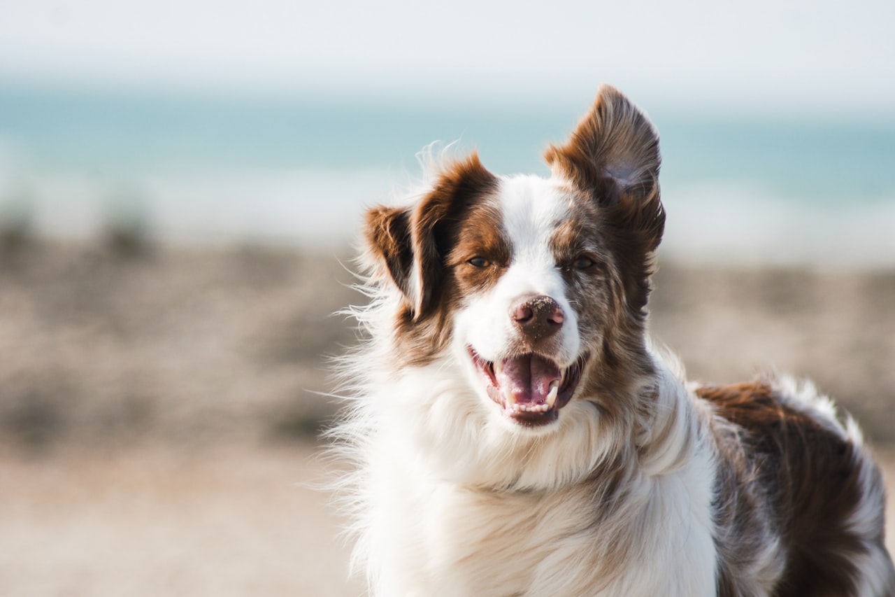 Flea & Tick Control service in Tacoma, WA