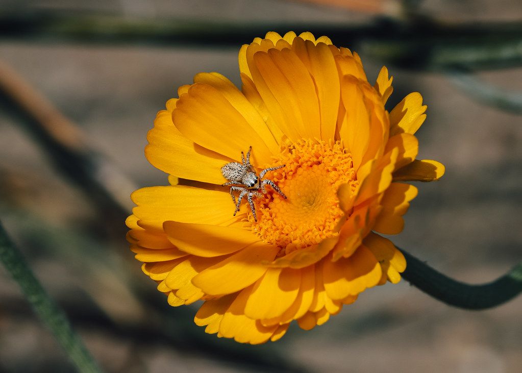 Spider Control service in Tacoma, WA